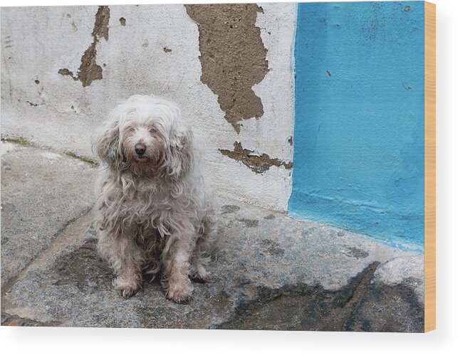 Dog Wood Print featuring the photograph Puppy Espana by Lorraine Devon Wilke