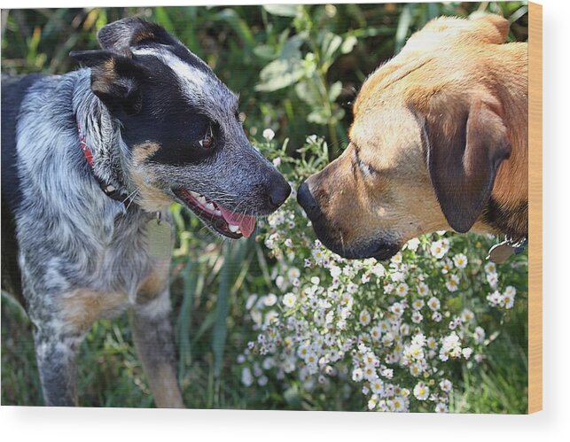 Puppies Wood Print featuring the photograph Puppy Love by Elizabeth Winter