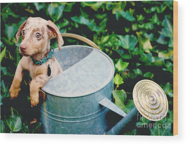 Puppy Wood Print featuring the photograph Puppy Love by Kim Fearheiley