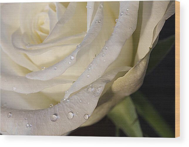 Rose Wood Print featuring the photograph Purity by Shirley Mitchell