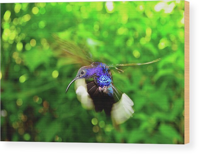 Hummingbird Photographs Wood Print featuring the photograph Purple and Blue Hummingbird by Harry Spitz