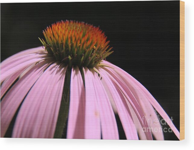 Cornflowers Wood Print featuring the photograph Purple Cornflower by Yumi Johnson