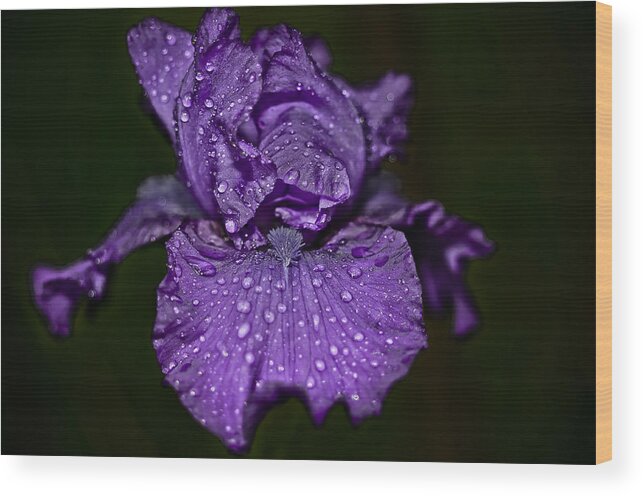 Da*55 1.4 Wood Print featuring the photograph Purple Iris with Water Drops by Lori Coleman