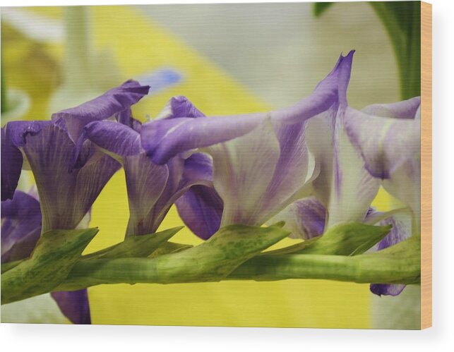 Flora Wood Print featuring the photograph Purple Lush Gladiola by Bruce Bley