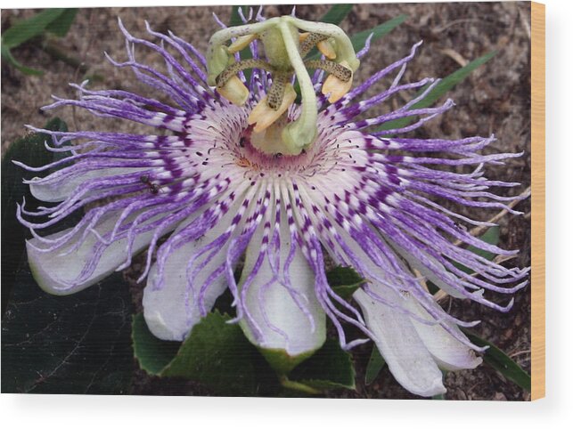 Flower Wood Print featuring the photograph Purple Passion by Karen Harrison Brown