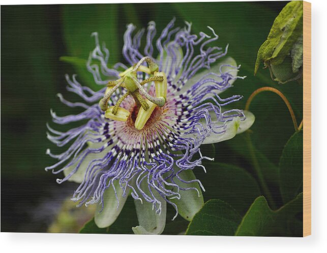 Flower Wood Print featuring the photograph Purple Passion Vine by Laurie Hasan