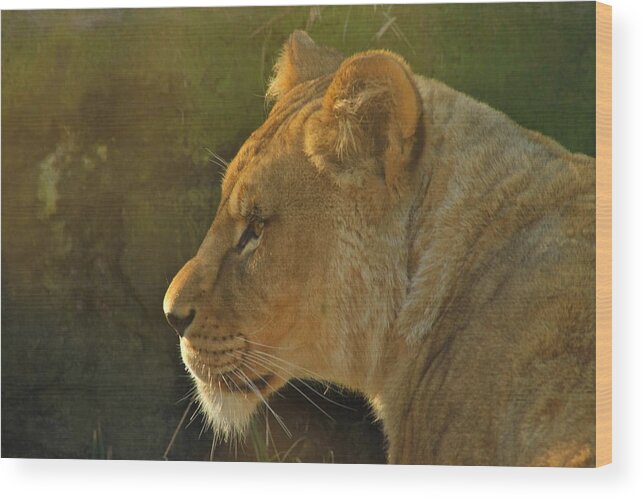 Lion Wood Print featuring the photograph Pursuit of Pride by Laddie Halupa