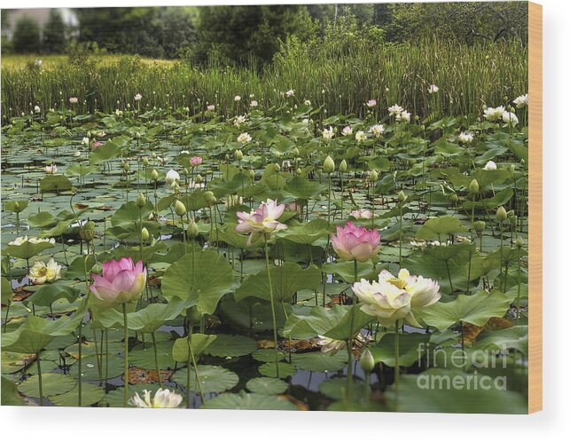 Lotus Wood Print featuring the photograph Quiet He's Coming by Brenda Giasson