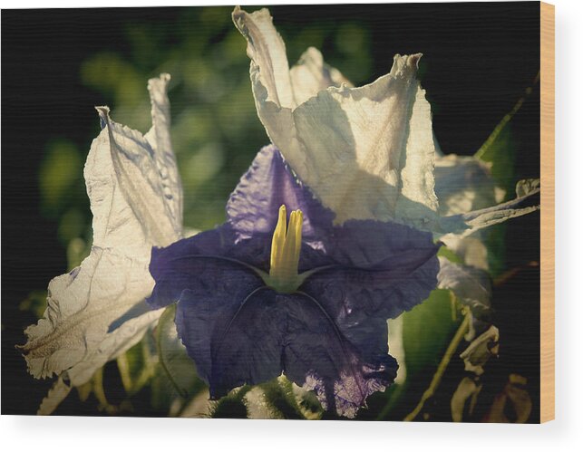 Flower Wood Print featuring the photograph Radiance by Steven Sparks