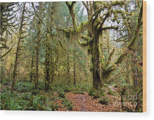 Rain Wood Print featuring the photograph Rain forest in fall by Olivier Steiner