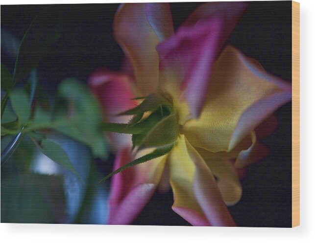 Pink Wood Print featuring the photograph Rainbow Rose by Sheri Bartoszek