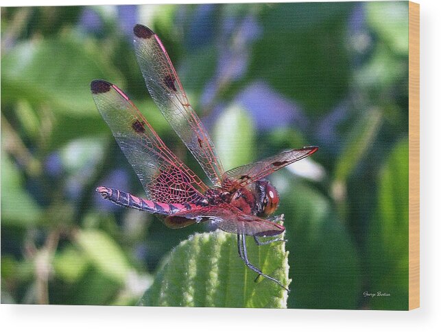 Nature Wood Print featuring the photograph Red and Black Dragonfly by George Bostian