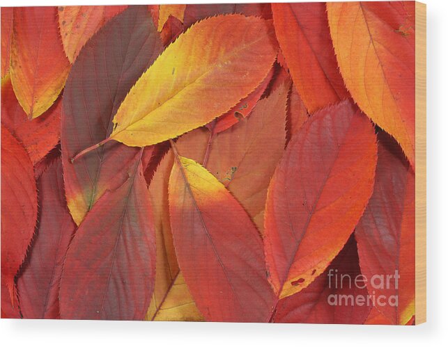 Leaves Wood Print featuring the photograph Red autumn leaves pile by Simon Bratt