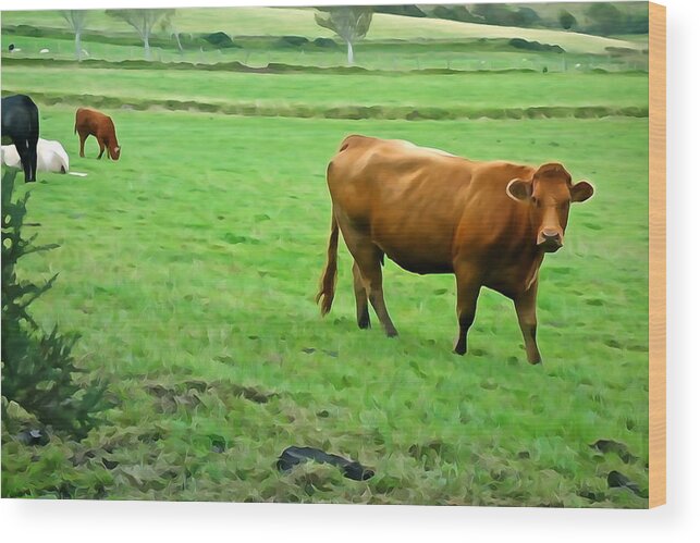 Cattle Wood Print featuring the photograph Red Cow by Norma Brock