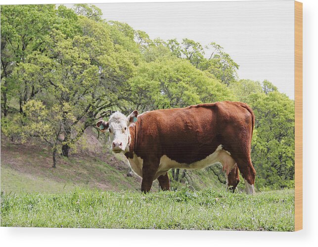 Cow Wood Print featuring the photograph Red Cow by Masha Batkova