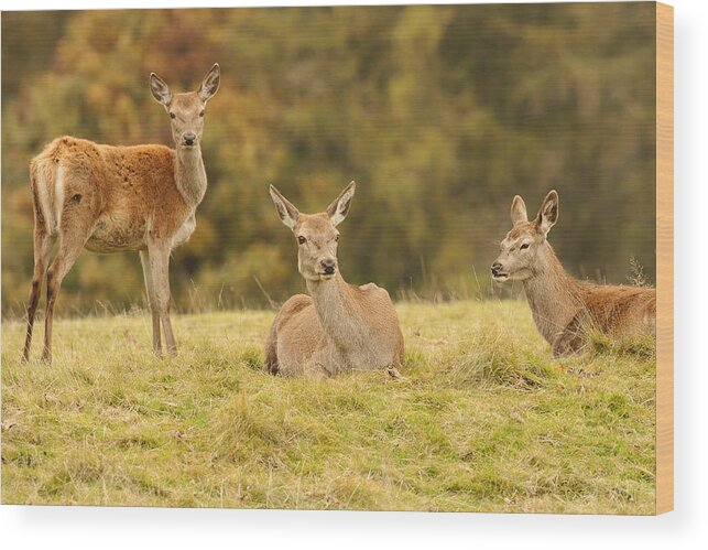 Deer Wood Print featuring the photograph Red Deer Hinds by Paul Scoullar