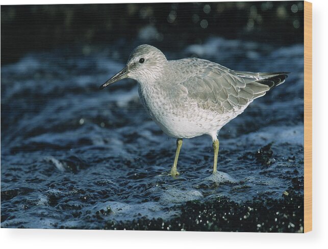 Fn Wood Print featuring the photograph Red Knot Calidris Canutus In Winter by Hans Schouten