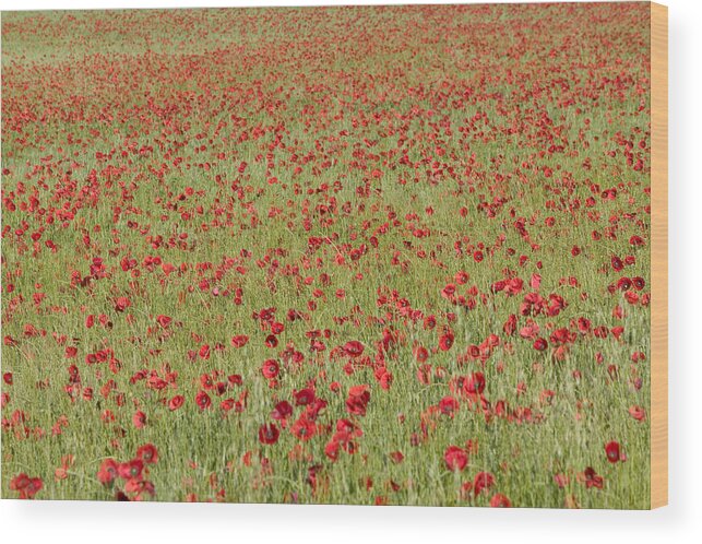 00620887 Wood Print featuring the photograph Red Poppies Papaver Rhoeas by Cyril Ruoso