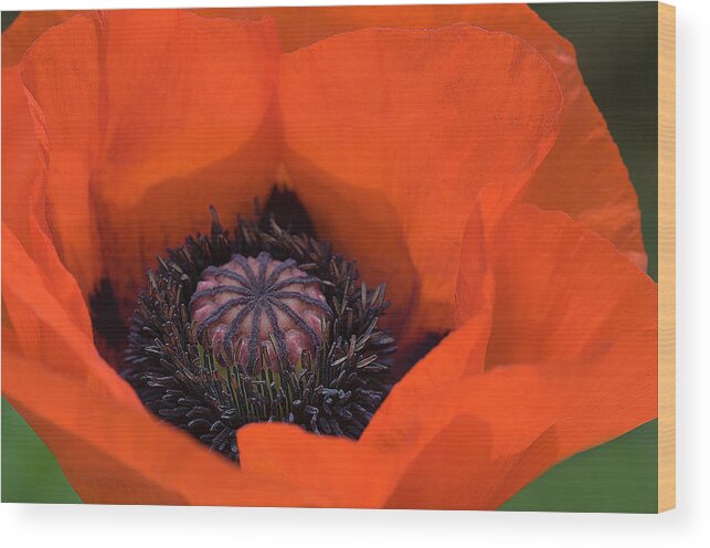 Flower Wood Print featuring the photograph Red Poppy by Carolyn D'Alessandro