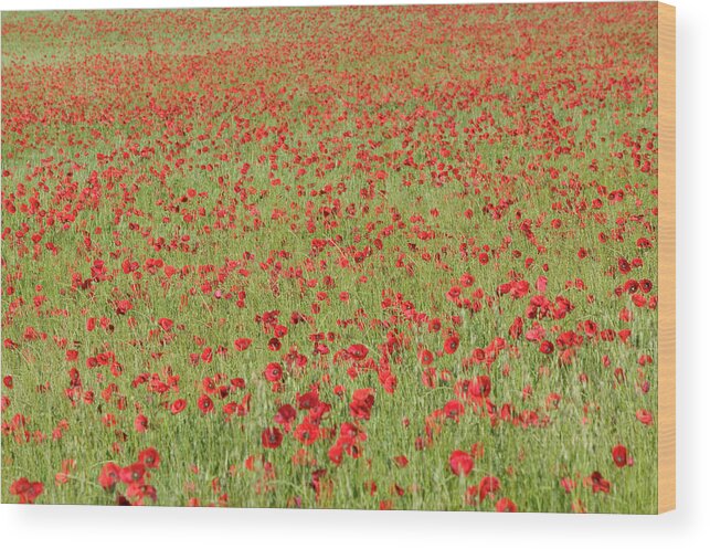 Mp Wood Print featuring the photograph Red Poppy Papaver Rhoeas In A Cereal by Cyril Ruoso
