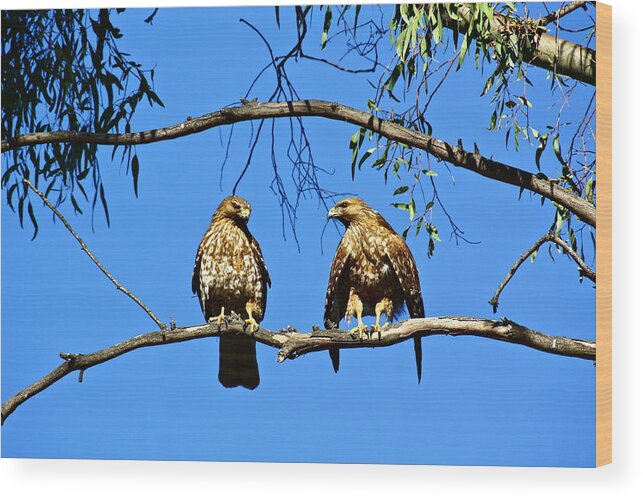 Birds Wood Print featuring the photograph Red-Shouldered Hawks by Diana Hatcher