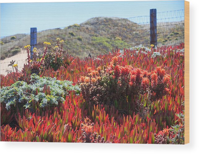 Northern California Wood Print featuring the photograph Red Succulents by Dina Calvarese