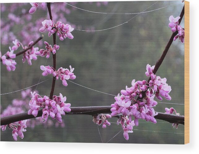 Cercis Canadensis Wood Print featuring the photograph Redbud With Webs And Dew by Daniel Reed