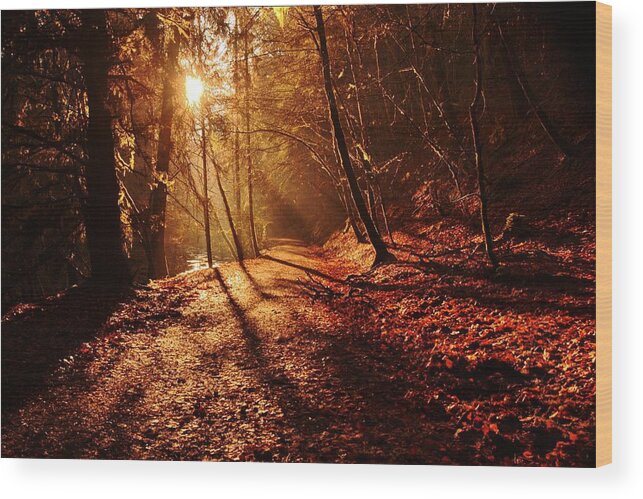 Sunburst Wood Print featuring the photograph Reelig sun by Gavin Macrae