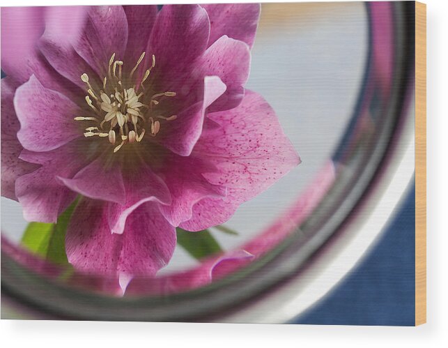 Hellebores Wood Print featuring the photograph Reflected beauty by Shirley Mitchell