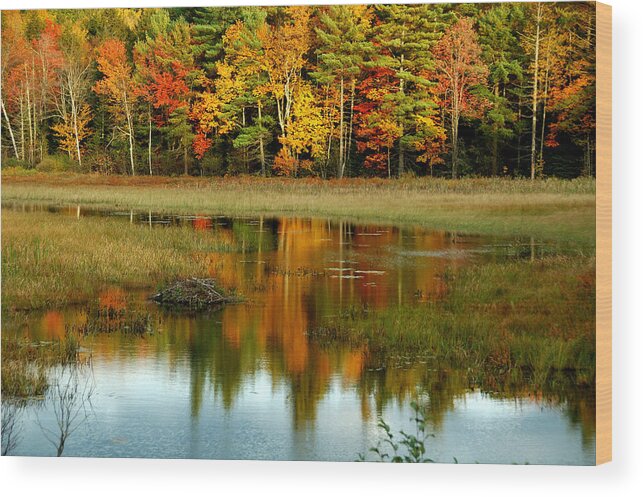 Autumn Wood Print featuring the photograph Reflections by Cathy Kovarik