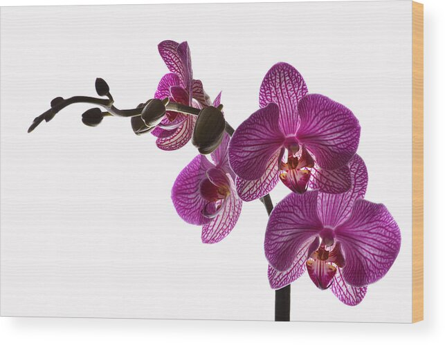 Orchids Wood Print featuring the photograph Regal Orchid by Terence Davis