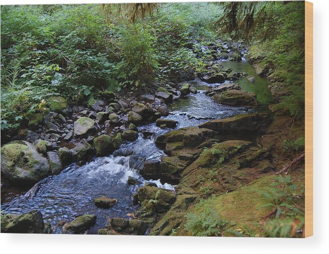 Siuslaw National Forest Wood Print featuring the photograph Rejuvenation by Margaret Pitcher