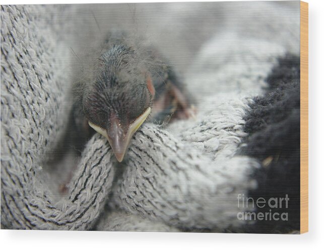 Baby Bird Wood Print featuring the photograph Rescued by Jeff Swan