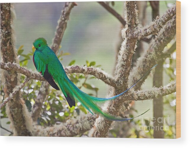 Bird Wood Print featuring the photograph Resplendent Quetzal by Jean-Luc Baron