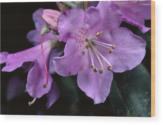 00750538 Wood Print featuring the photograph Rhododendron Flowers China by Mark Moffett