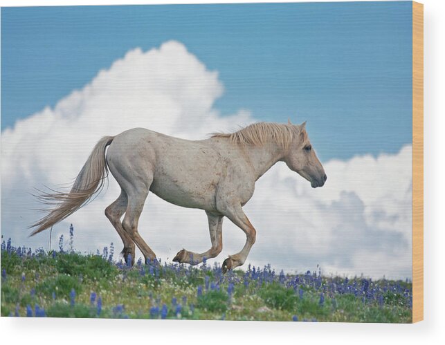 Wild Horse Wood Print featuring the photograph Ridgetop Gallop by D Robert Franz