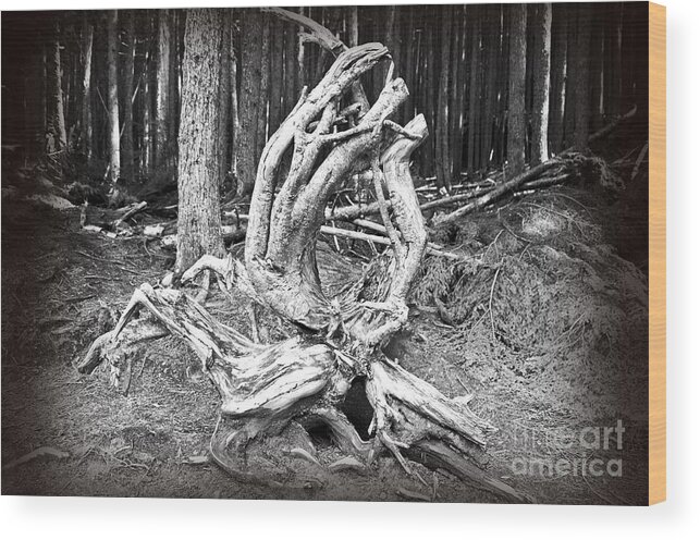 Tree Wood Print featuring the photograph Roots - Black and White by Bob and Nancy Kendrick