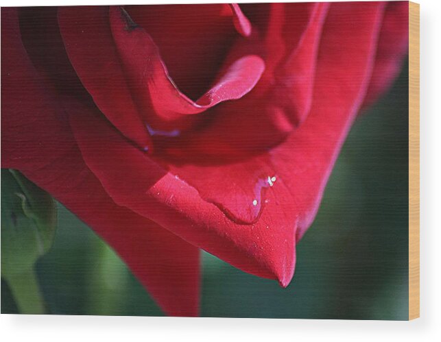 Rose Wood Print featuring the photograph Rose Drop by Louise Mingua