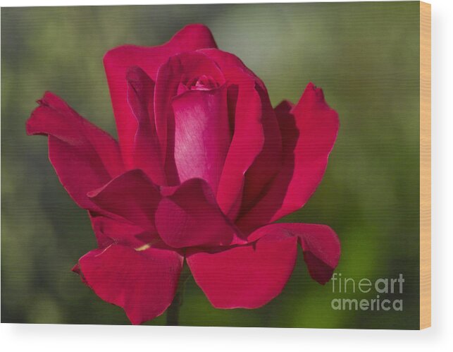 Rose Wood Print featuring the photograph Rose Flower Series 2 by Heiko Koehrer-Wagner