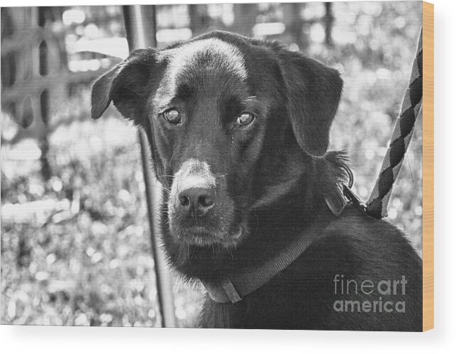 Dog Wood Print featuring the photograph Sad eyes by Eunice Gibb