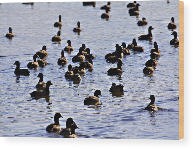 Waterfowl- Lake Wilhelmina Wood Print featuring the photograph Safety in Numbers by Douglas Barnard