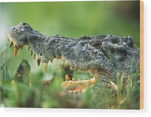 Mp Wood Print featuring the photograph Saltwater Crocodile Crocodylus Porosus by Cyril Ruoso