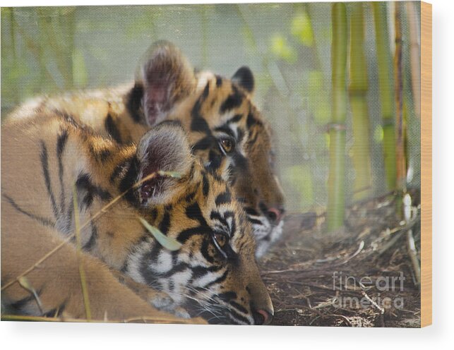 Samatran Tiger Wood Print featuring the photograph Samatran Tiger Cubs by Betty LaRue