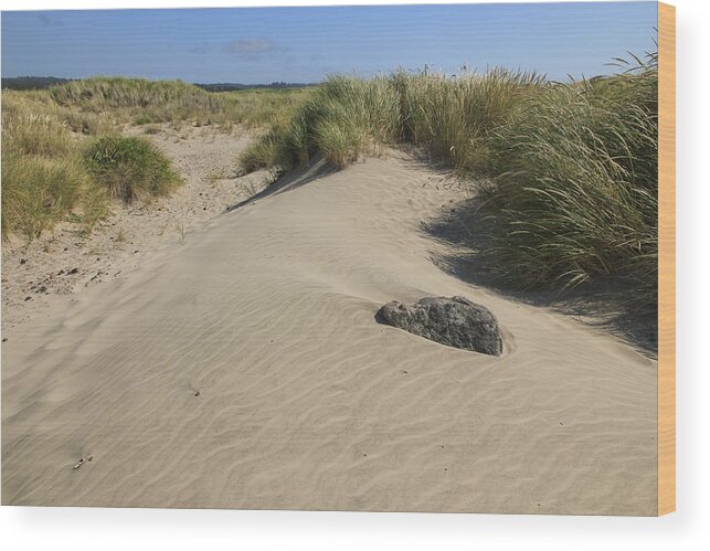 Sand Dunes Wood Print featuring the photograph Sand And Grass Dunes by Athena Mckinzie