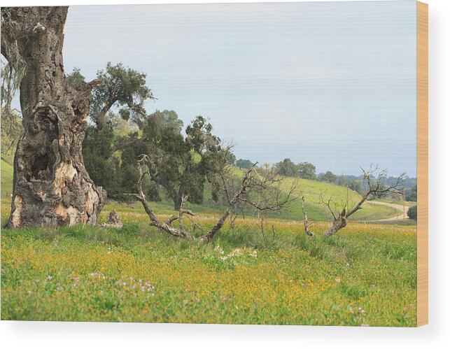 Meadow Wood Print featuring the photograph Santa Ynez Meadow by Dina Calvarese