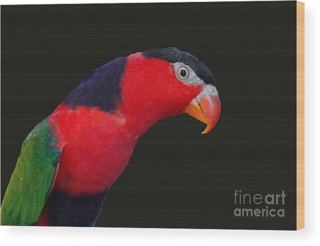 Bird Wood Print featuring the photograph Say Cheese by Danielle Scott