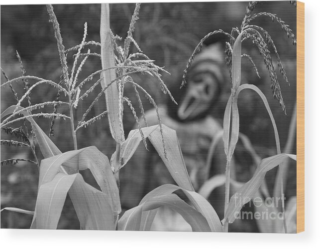 Corn Wood Print featuring the photograph Scarecrow in the Corn BW by James BO Insogna