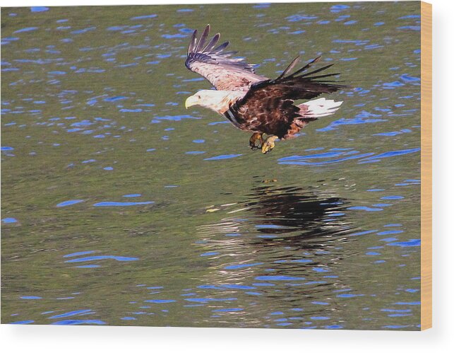 Sea Eagle Wood Print featuring the photograph Sea Eagle's Water Landing by Laurel Talabere