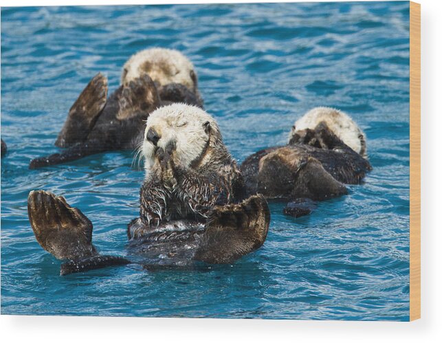 Alaska Wood Print featuring the photograph Sea Otter Naptime by Adam Pender