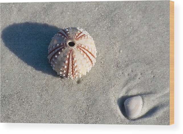 Beach Wood Print featuring the photograph Sea Urchin and Shell by Kenneth Albin